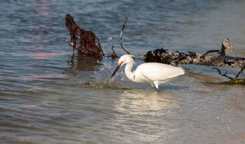 Snowy egret egretta thula bird hunts for fish in the ocean at delnor-wiggins pass state park 