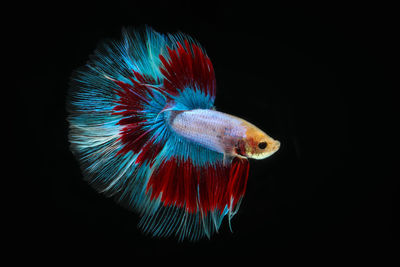 Close-up of fish swimming in sea