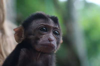 Close-up portrait of monkey