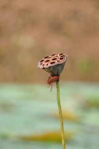 Close-up of butterfly on flower