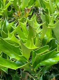 High angle view of leaves on field