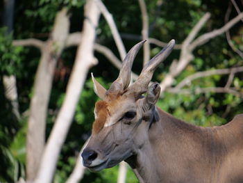 Close-up of deer