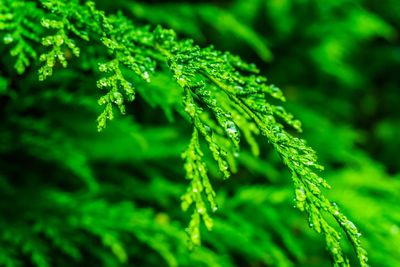 Close-up of wet plant