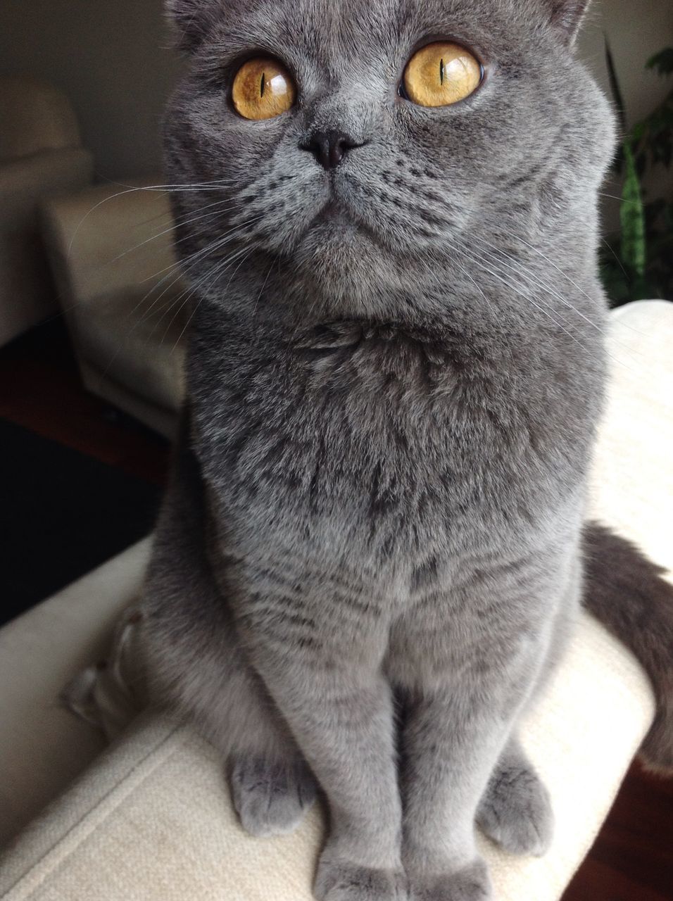 domestic cat, animal themes, one animal, cat, indoors, pets, feline, domestic animals, whisker, portrait, mammal, close-up, looking at camera, focus on foreground, sitting, alertness, home interior, staring, front view