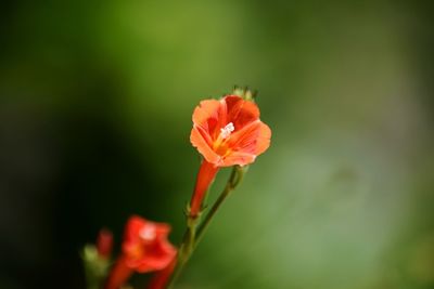 Close-up of red poppy blooming outdoors