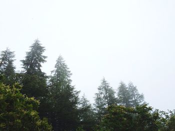 Low angle view of trees against clear sky