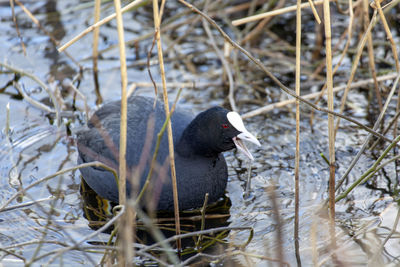 Duck swimming in lake