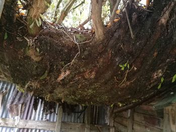 Close-up of tree trunk