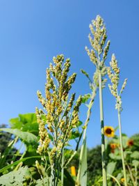 Low angle view of flowering plant against blue sky