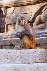 Portrait of monkey sitting on steps