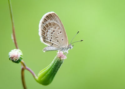 Close-up of butterfly pollinating on flower