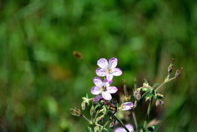 Close-up of pink flowering plant