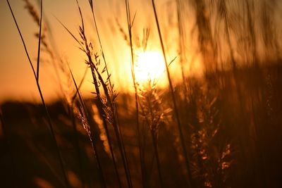 Close-up of silhouette plant against orange sky during sunset