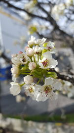 Close-up of white flowers blooming