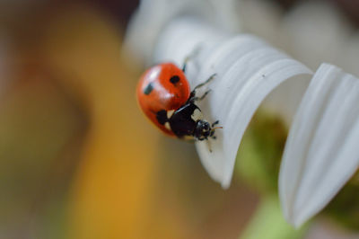 Close-up of ladybug on leaf