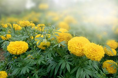 Close-up of yellow flowers