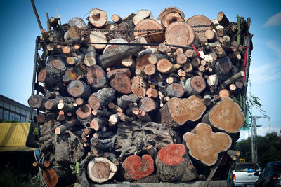 Stack of logs in forest