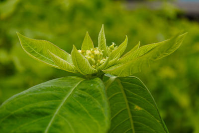 Close-up of green leaves on plant