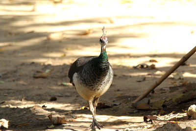 Close-up of seagull perching on land