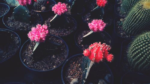 Full frame shot of succulent plants