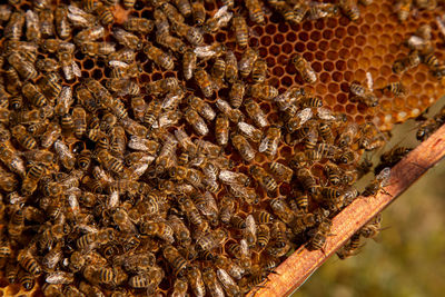 Close-up of bee