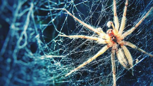 Close-up of spider on web