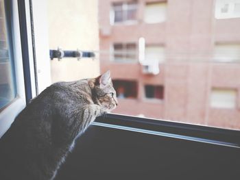 Cat looking at window sill