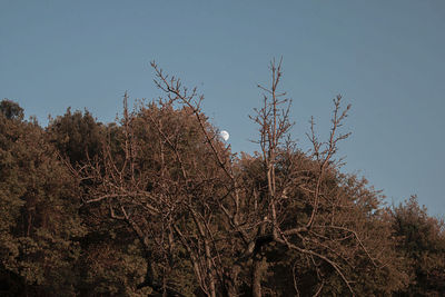 Low angle view of trees