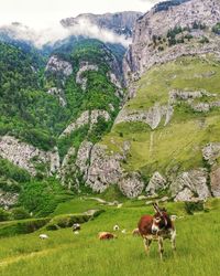 Cows grazing on field against mountains