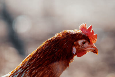 Close-up of rooster