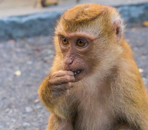 The macaque monkeys of monkey hill, phuket.