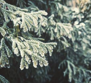 Close-up of tree branches during winter