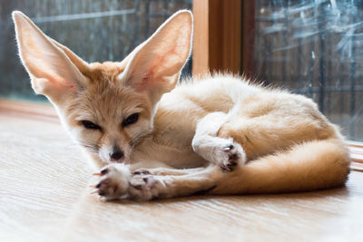 Full length of a dog resting