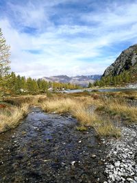 Scenic view of stream amidst trees against sky