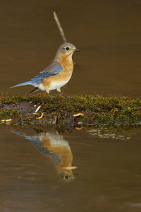 Bird perching on a lake