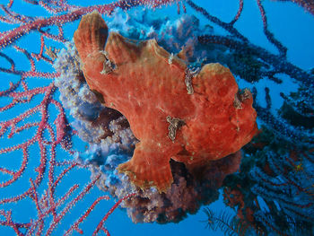 Close-up of coral in sea