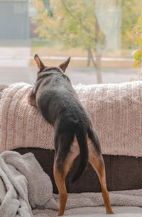 Dog resting on sofa at home