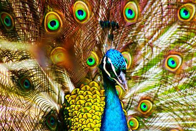 Close-up of peacock