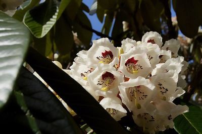 Close-up of flowers against blurred background