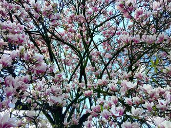 Pink flowers blooming on tree