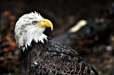 Close-up of eagle