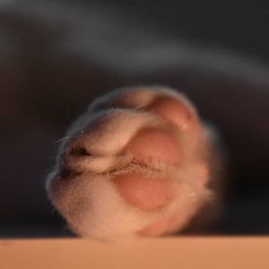 Close-up of a dog over black background