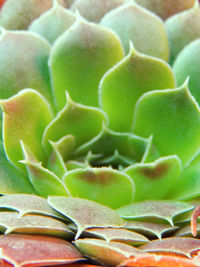 Full frame shot of cactus