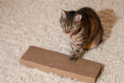 Cat on rug at home