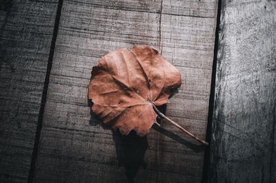 High angle view of dried autumn leaf on table