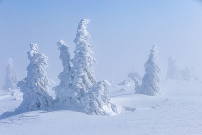 Snow covered trees against clear sky