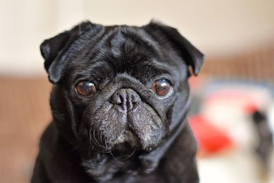 Close-up portrait of a dog