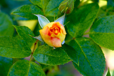 Close-up of flower on leaves