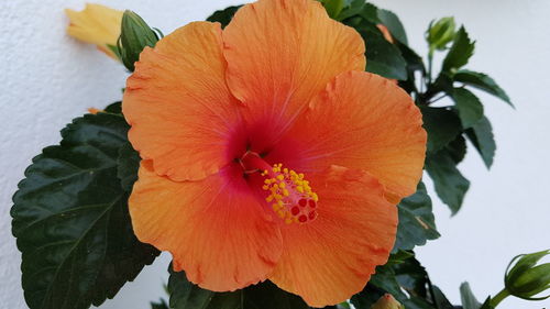 Close-up of orange hibiscus blooming outdoors