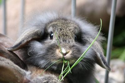 Close-up portrait of a rabbit